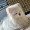 sukemthui379