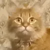 takidzava_than