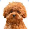 kiwitoypoodle