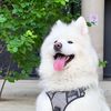 _boogersthesamoyed