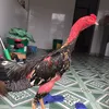 buoncuaanh_3