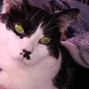 gatinho.lindo693