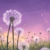 dandelions_92