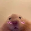 apluccotsong_00