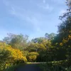 quanggiao29