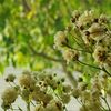 peaches_and_flour