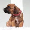 nala_the_ridgebackgirl