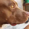 lisapitmonster