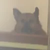 vacuumcleaningexpert