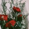 fdilyact