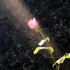 jaycee’s cam