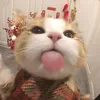 caubenhatbongneconn
