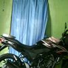 edikumis4