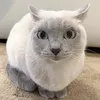 chimnuongtoi