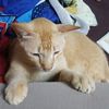 tigerbell88