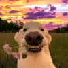 aleks_20160