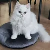 dimajebrini