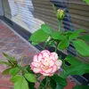 dongdong.62