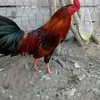 toanlebao89