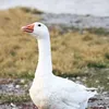 2222goose