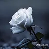 30483361169