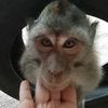monkey_girl888