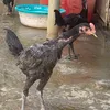 binh_yc