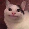 meooowwmeoww