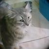 sikeceaesih