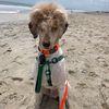 cedarthespoo