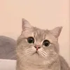 ntnchaa.a