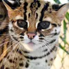 kucing_project