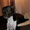 stormthepitbull2