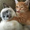 ngoclinhng.uyen