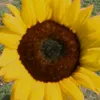 vinvisiblebee