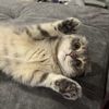 teteemeowped