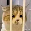 minminchinchin98