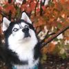 Haikuthehusky