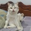 fang_romeo
