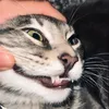 lxxndrq