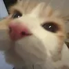 chipppbonk