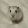 mofumofu.mayotan