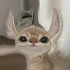 hoaphan_62