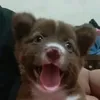 ur_coco