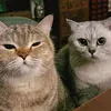 imtiny9
