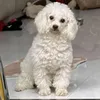 accnaycuaemkem