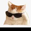 shadecat5