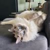 chloe___gnd