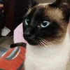 delfiazza