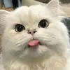 someone_vy